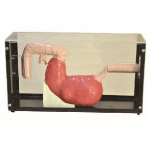 Modelo De Gastroscopia y CPRE: Honglian – GD/LV47