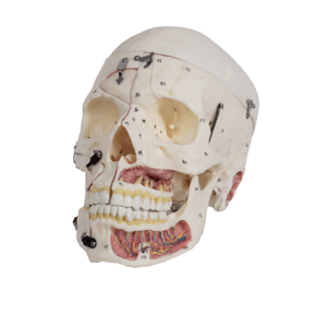 Modelo De Cráneo Adulto: Honglian – GD/A11113