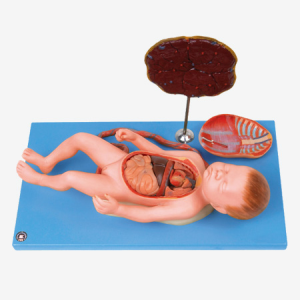 Feto Con Víscera y Placenta: Honglian – GD/A42008