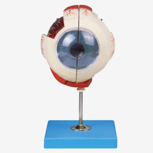 Globo Ocular: Honglian – GD/A17101