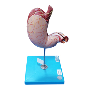 Modelo De Estómago: Honglian – GD/A12002