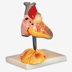Modelo De Corazón Infantil: Honglian – GD/A16008